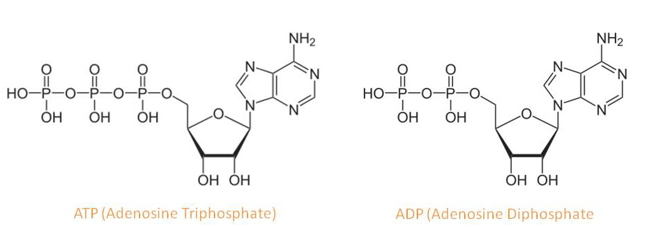 ATP and ADP