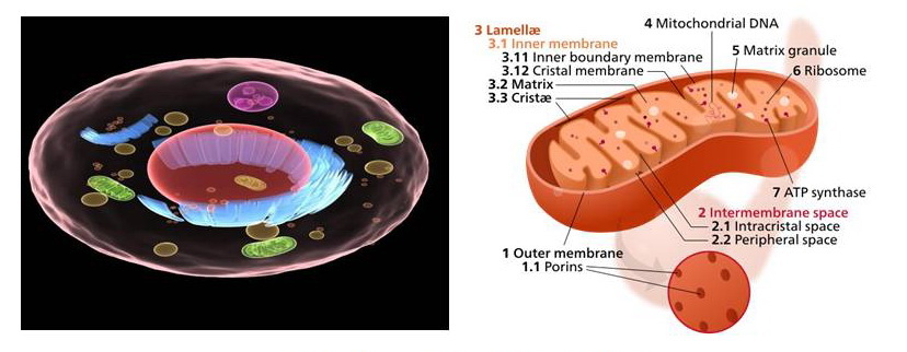 Cell and Mitochondrion