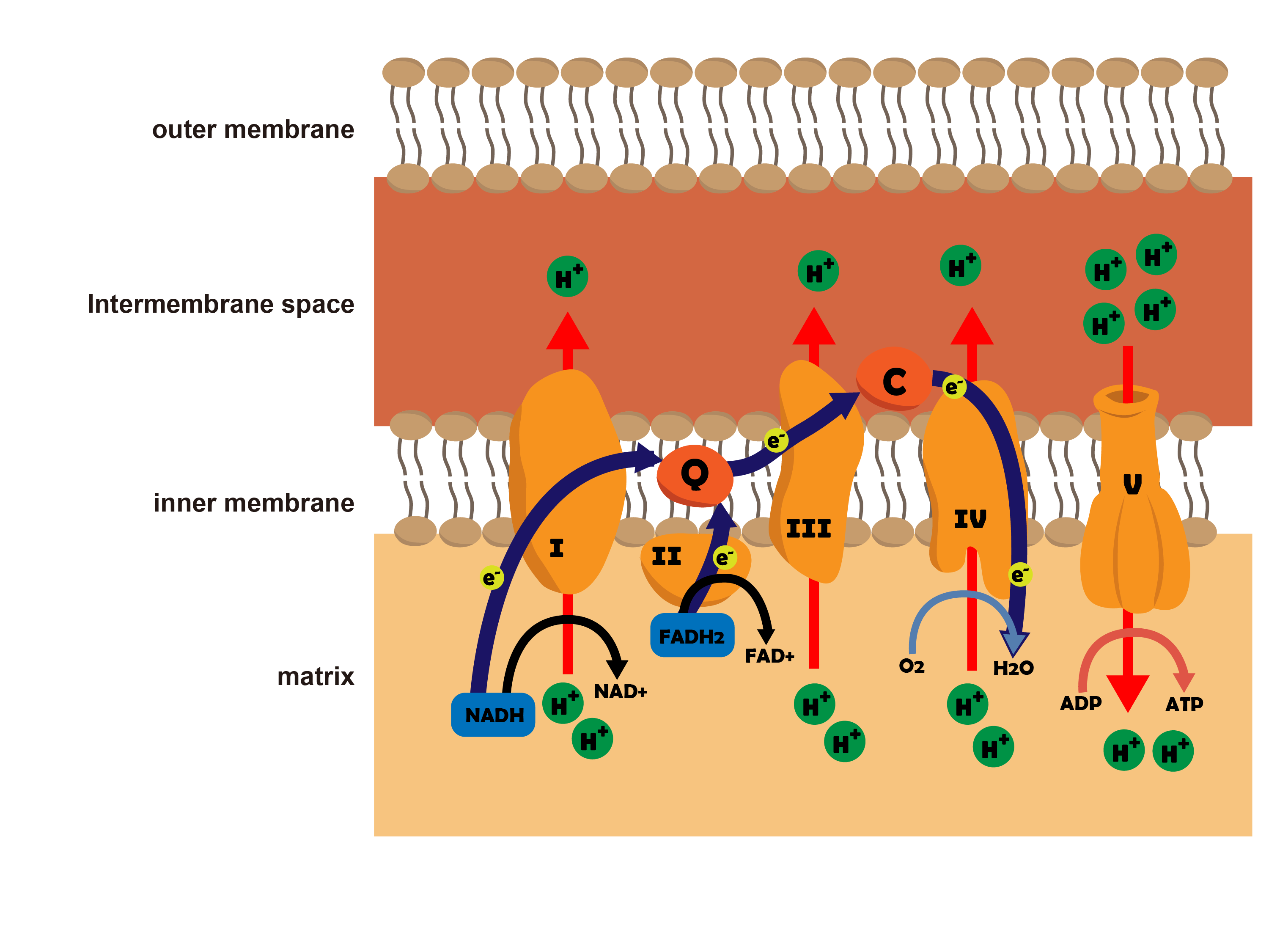 Electron Transport Chain