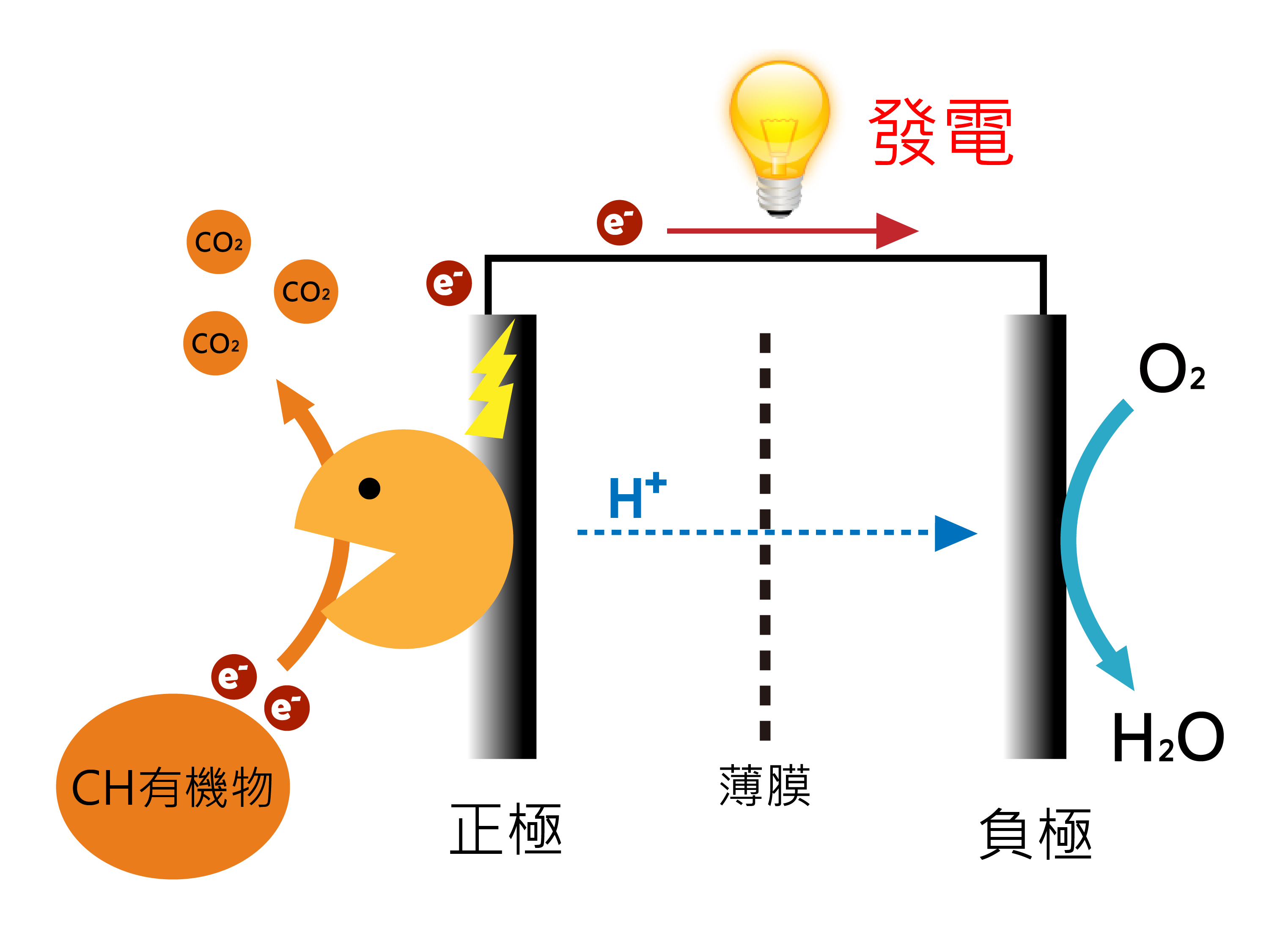 微生物電池的發電原理 Working Principle of MFC (Microbial Fuel Cells)