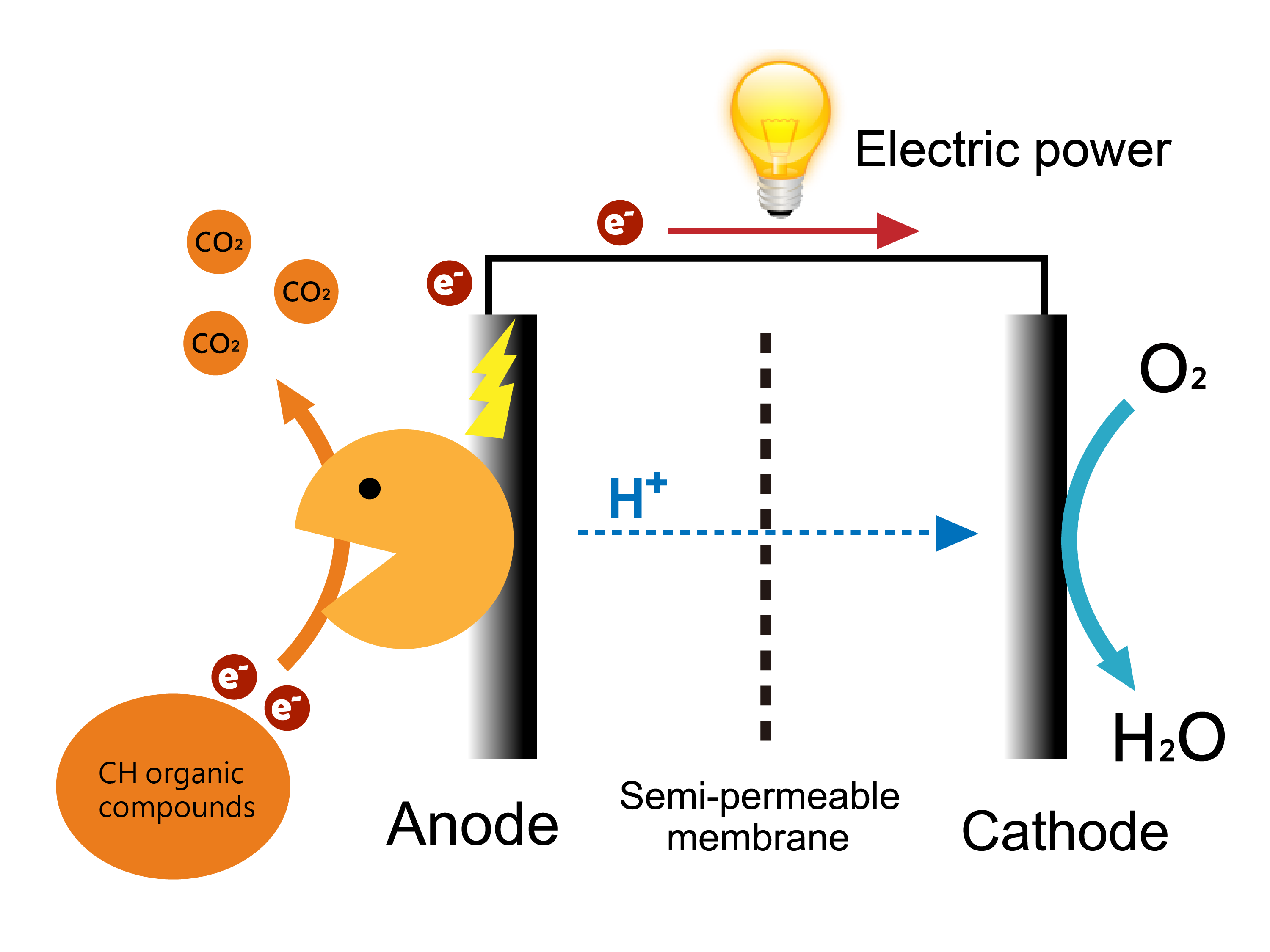 Microbial Fuel Cells