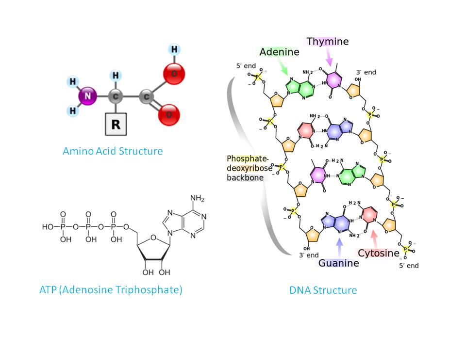 Oxygen Elements in Amino Acid, ATP, DNA/RNA