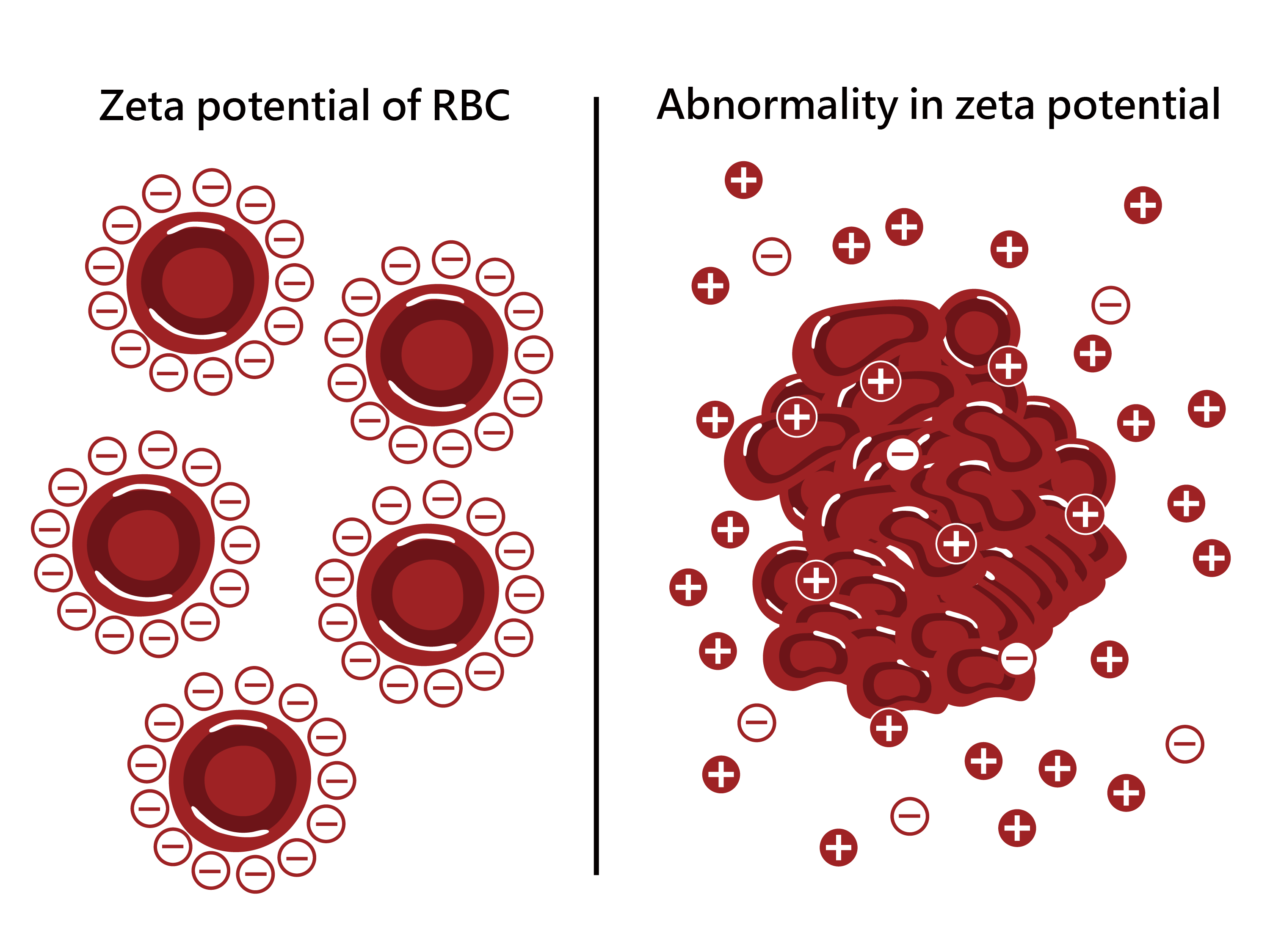 Zetal Potential of Red Blood Cell